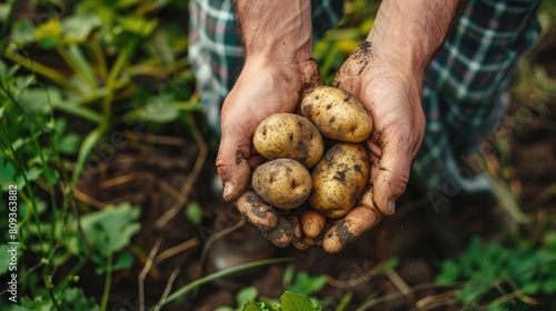 Organic potatoes or spud harvest in farmer hands in garden