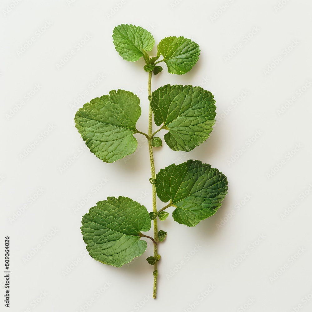Fototapeta premium Patchouli Leafs On White Background, Generative AI