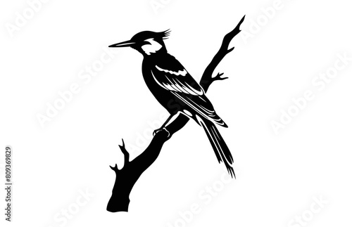 Flameback Woodpecker Bird Silhouette Vector art isolated on a white background, A Woodpecker black Silhouette Clipart