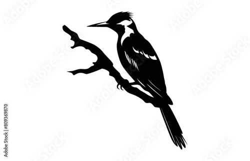Woodpecker Silhouette Clip art isolated on a white background, A Flameback Woodpecker Bird black Silhouette Vector