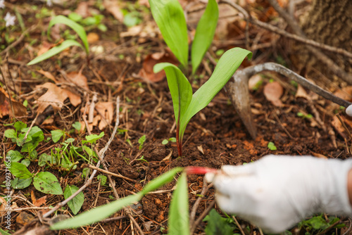 Gloved hands, gardening tools dig, plant, and pull roots outdoors, symbolizing growth and nurturing connection with nature photo