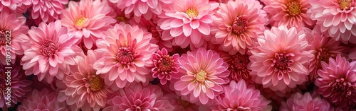 Beautiful Chrysanthemums at Chrysanthema in Lahr © hisilly