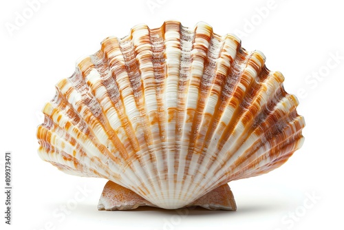 A closeup of a scallop shell, isolated on white