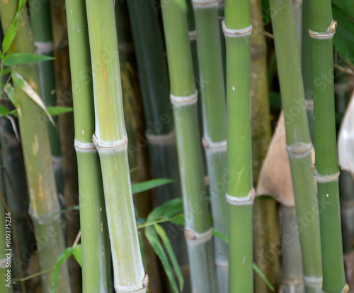 bamboo in the forest