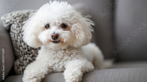 white bichon frise dog photo photo