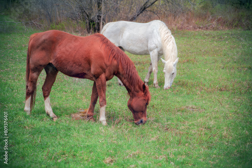 horses grazing in green field farm animal in meadow ranch peaceful tranquil rural scene