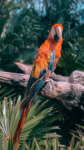 Cancún macaw