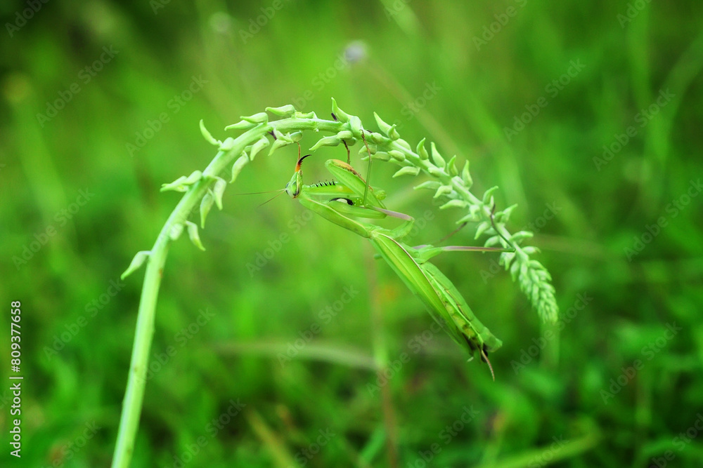 Praying Mantis Mantodea is crawling on the tops of grass leaves Praying Mantis Mantodea is crawling on the tops of grass leaves