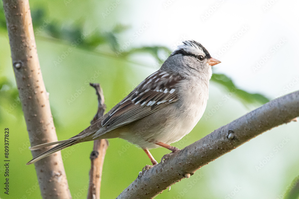 White Crowned Sparrow White Crowned Sparrow