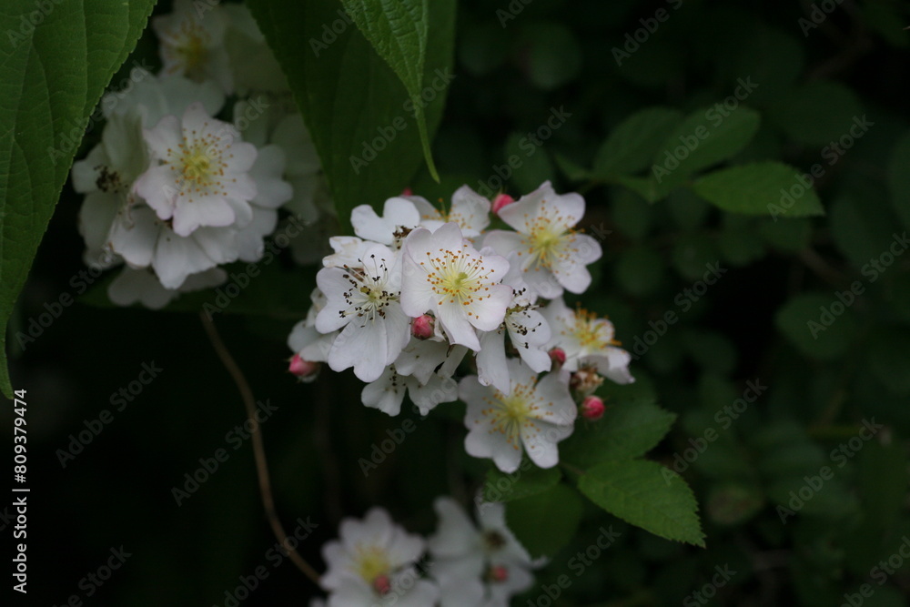 ノイバラ(野薔薇) ノイバラ(野薔薇)
