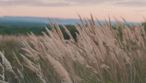 soft focus close up of many stems in the evening field spikelets of grass sway in the wind calm and natural background