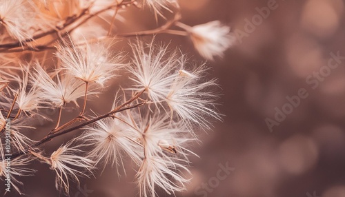 beige neutral color dried fluffy tiny romanticcute flowers branches with seeds and light fluff macro on blur natural background