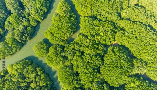 panoramic top view of green mangrove tree forest nature background © Josue