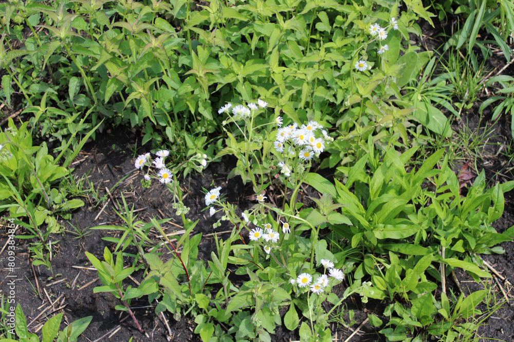 Cluster of daisy fleabane wildflowers at Linne Woods in Morton Grove, Illinois Cluster of daisy fleabane wildflowers at Linne Woods in Morton Grove, Illinois