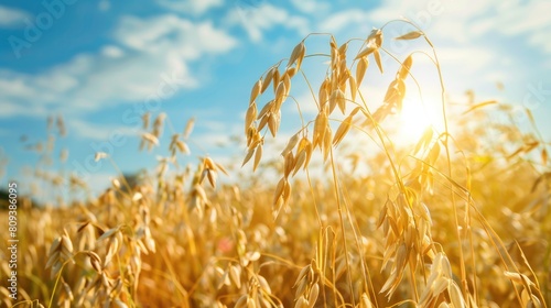 Sunny summer day field with oats Agricultural theme