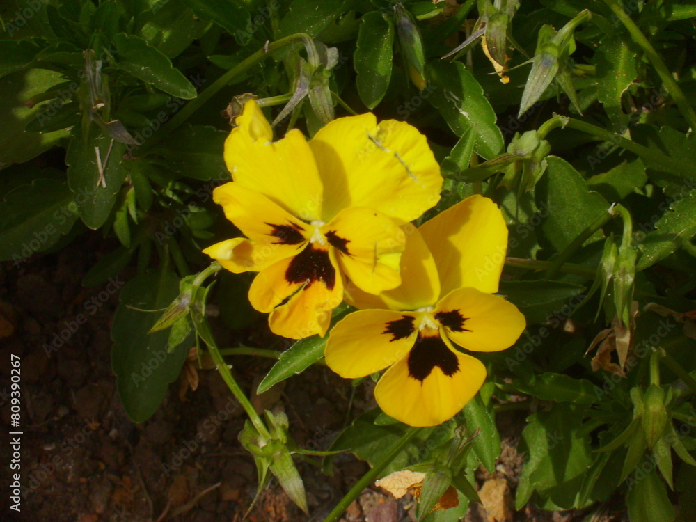 Flowers Flowers