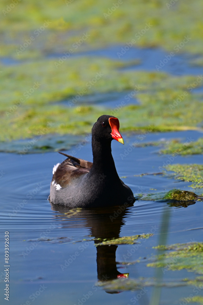 Adult Common Gallinule Moorhen or swamp chicken in swimming along a river through a marsh Adult Common Gallinule Moorhen or swamp chicken in swimming along a river through a marsh