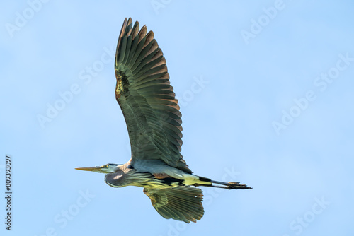 Closeup of a great blue heron flying overhead.