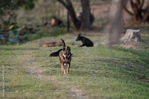 dog on grass