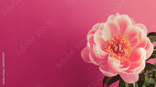 Wallpaper Mural ピンクのシャクヤク　ピンクの背景に花のクローズアップ Torontodigital.ca