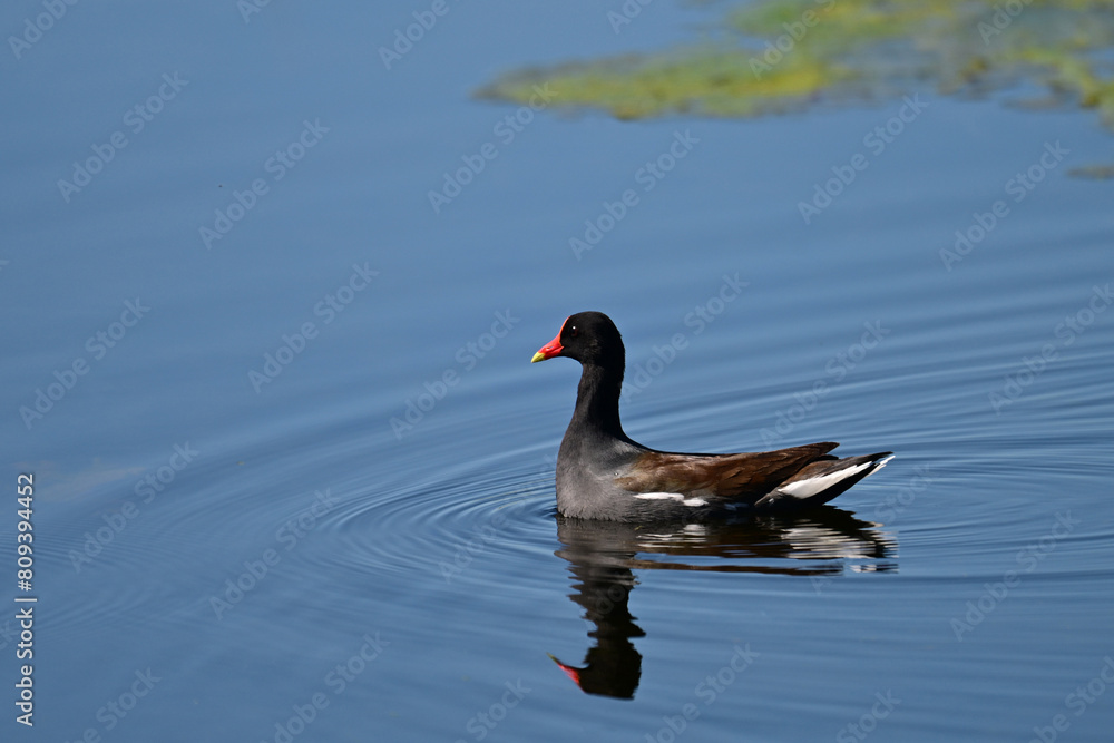 Adult Common Gallinule Moorhen or swamp chicken in swimming along a river through a marsh Adult Common Gallinule Moorhen or swamp chicken in swimming along a river through a marsh