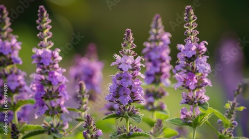 The Lavender Flowers of Henbit Weed