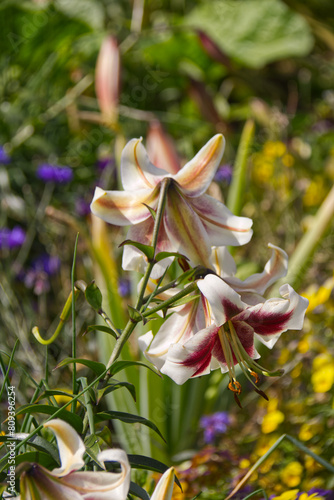 Colourful Lilies Blooming in the Summer