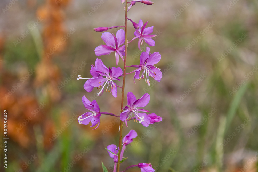Fototapeta premium A Fireweed Blooming in Summer