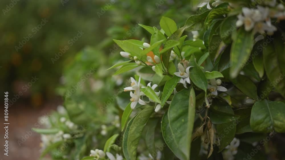 Close-up of orange blossom flowers and buds on a citrus sinensis tree, with defocused greenery background. Close-up of orange blossom flowers and buds on a citrus sinensis tree, with defocused greenery background.