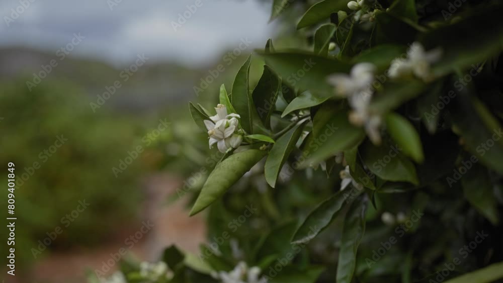 Close-up of white blossoms on a citrus sinensis, an orange tree, against a blurred natural background. Close-up of white blossoms on a citrus sinensis, an orange tree, against a blurred natural background.