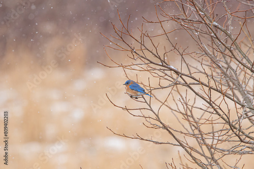 Eastern Bluebird