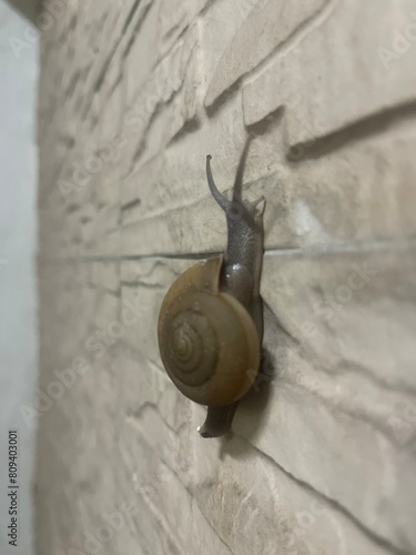 snail