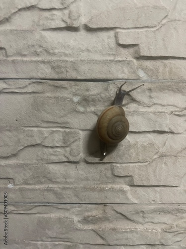 snail