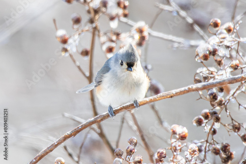 Tufted Titmouse