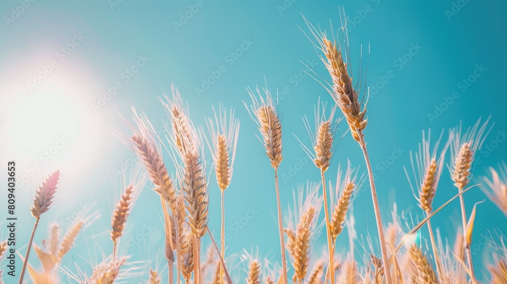 Wheat field with clear blue sky snapshot Wheat field with clear blue sky snapshot