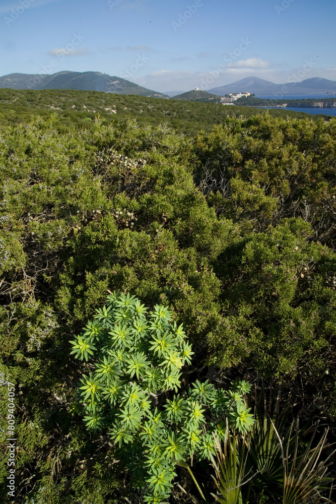 Euphorbia dendroides or Tree Spurge growing on a cliff-top in Sardinia Parco di Capo Caccia Porto Conte. Alghero, Sassari, Sardegna. Italia.