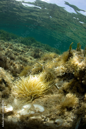 attinia, sea anemone (Anemonia sulcata). Capo Caccia. Alghero, Sardegna.Sardinia photo