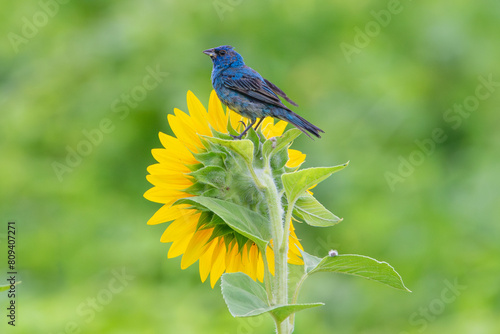 Indigo Bunting