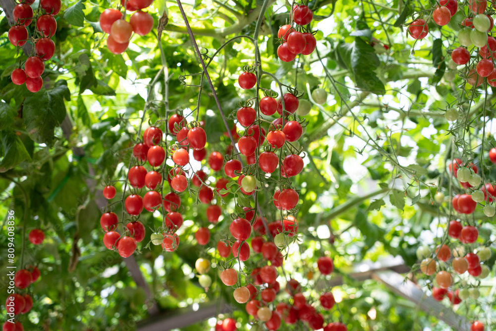 Obraz premium harvest red ripe cherry tomatoes in a greenhouse