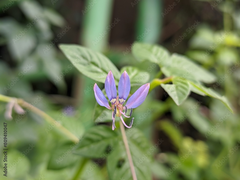 flower of a flower of a lilac