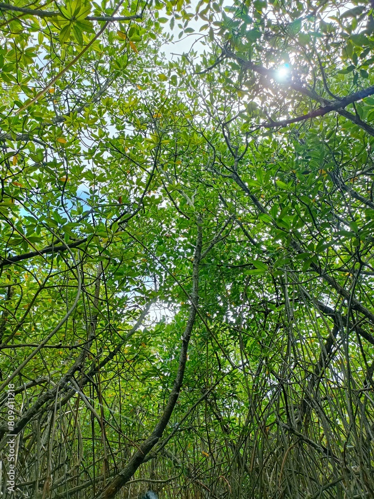 Obraz premium Trees in a mangrove forest