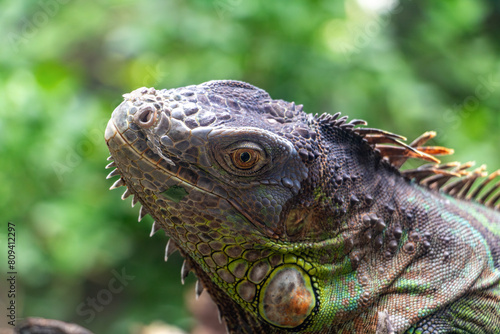 The portrait of the green iguana (Iguana iguana)