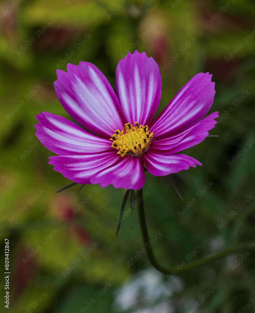Garden cosmos, a species of Cosmos (Cosmos). Garden cosmos, a species of Cosmos (Cosmos).