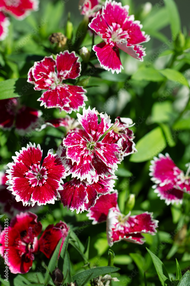 Fototapeta premium トコナツナデシコ 縦