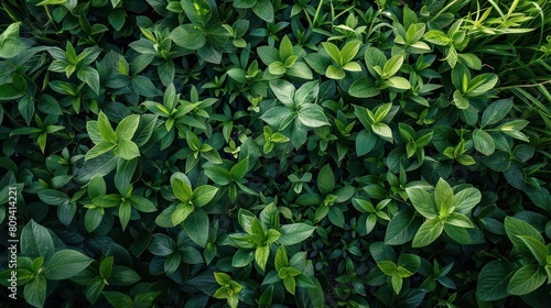 Wallpaper Mural A dense green bush is densely packed with small green leaves Torontodigital.ca
