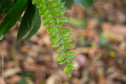 Fern leaves in the forest, Thailand. Selective focus.