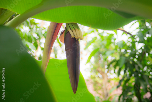 Banana blossom in the garden with green leaves background, selective focus