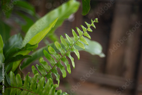 Fern leaves in the forest, Thailand. Selective focus.