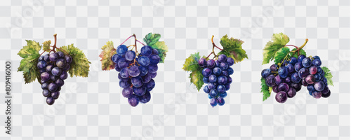 Grapes watercolor isolated graphic transparent