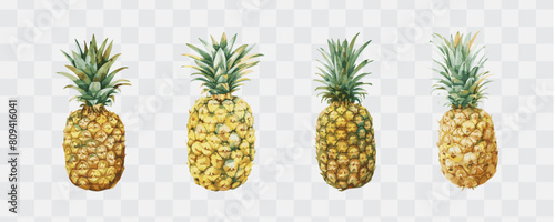 Pineapple watercolor isolated graphic transparent